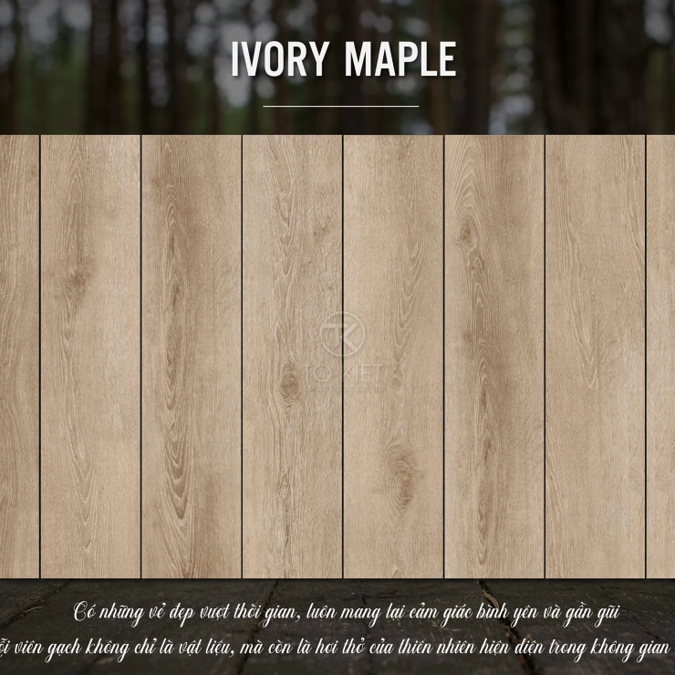 IVORY MAPLE